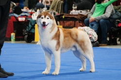 Shelby CACIB Brno 24.01.2026
